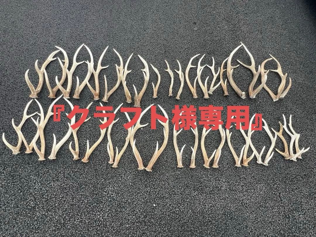 『蝦夷鹿の角40本セット』 鹿角 エゾジカの角【60cm以上-おまかせ発送-】鹿の角 En: - Not for