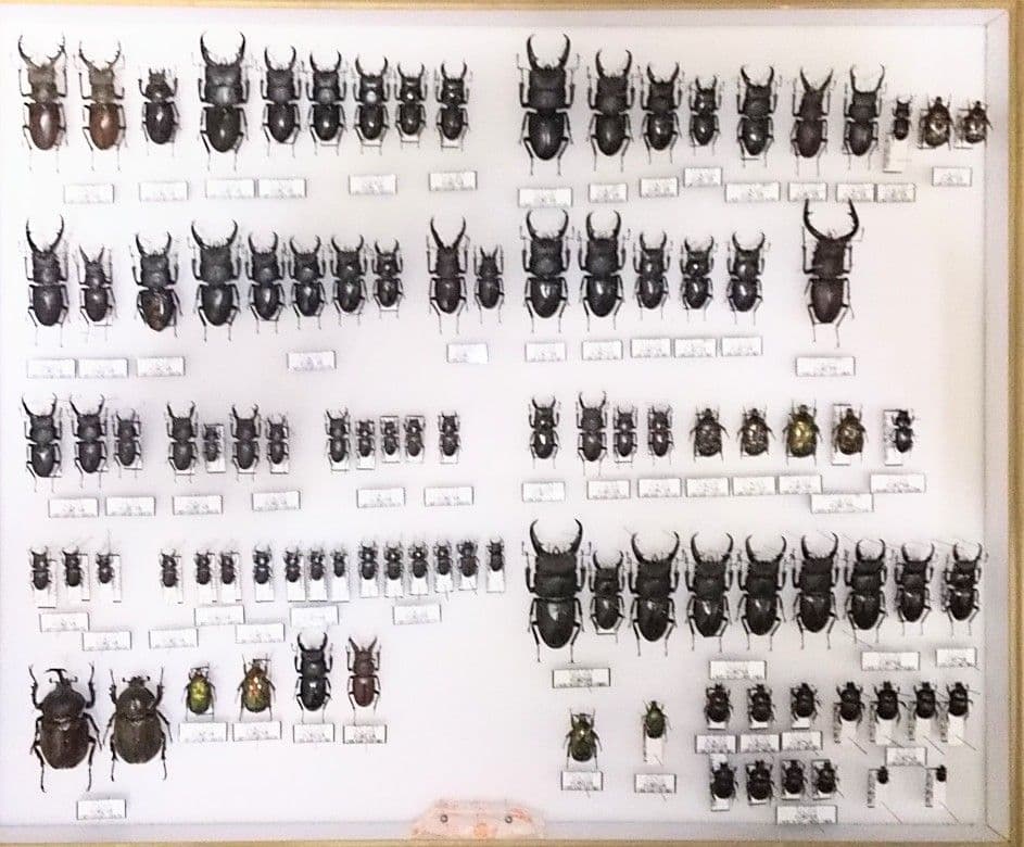 村山輝記採集・製作クワガタ標本 2019年 No.184 - メルカリ