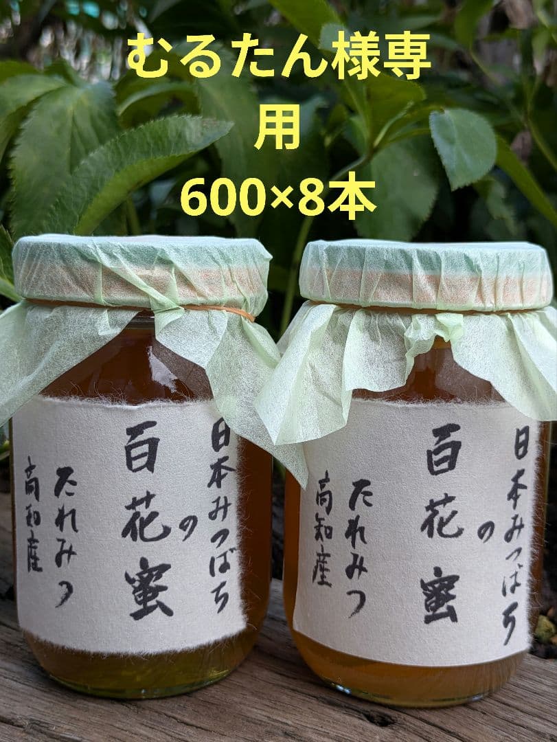 日本ミツバチ 蜂蜜 令和7年度 採れたて　たれ蜜　600g×8 非加熱 七ツ森の恵 日本ミツバチのはちみつ 600g ハチミツ 蜂蜜 日本蜜蜂 国産