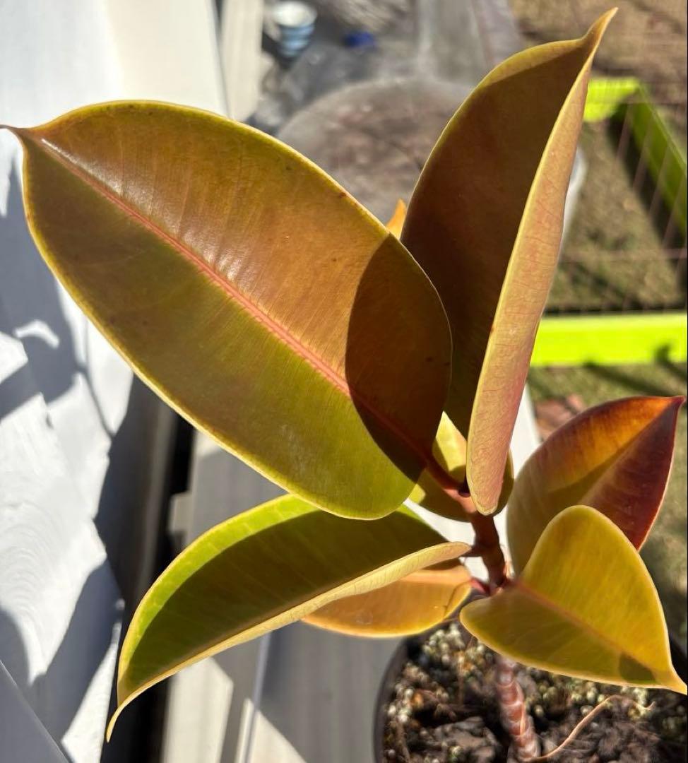 フィカス　エルメス　植物　インテリア おしゃれな観葉植物】インテリアプランツ「フィカス ベンガレンシス