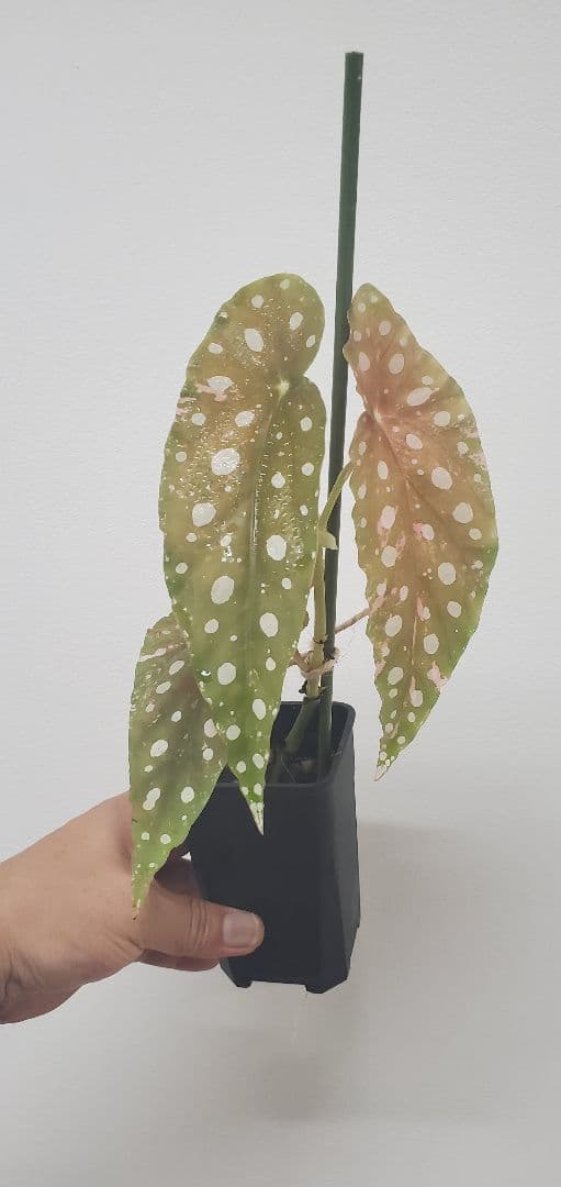 ベゴニア・マクラータ斑入り株の出品です。 いやぁこりゃべっぴんさんやわぁ🥹🩷 ベゴニア マクラータ