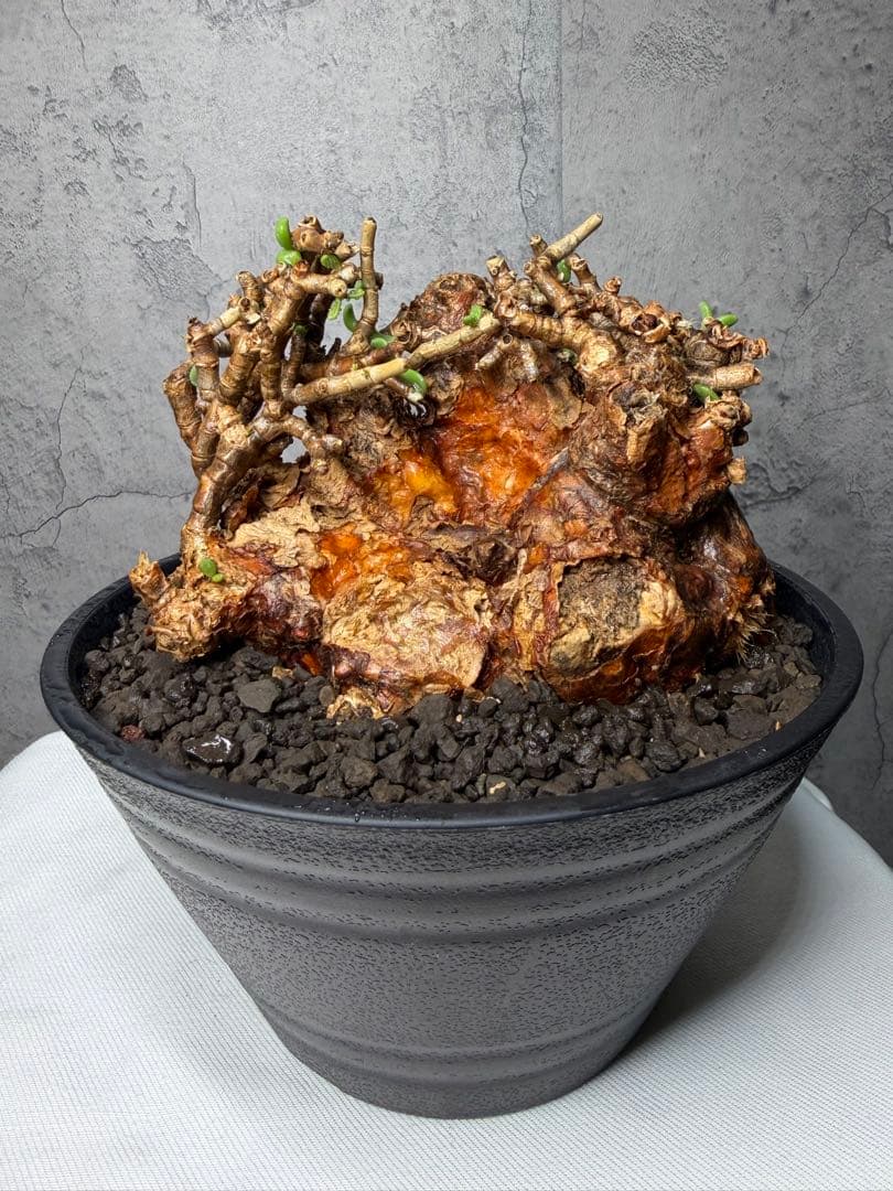 特大株】ケラリアピグマエア 発根確認済