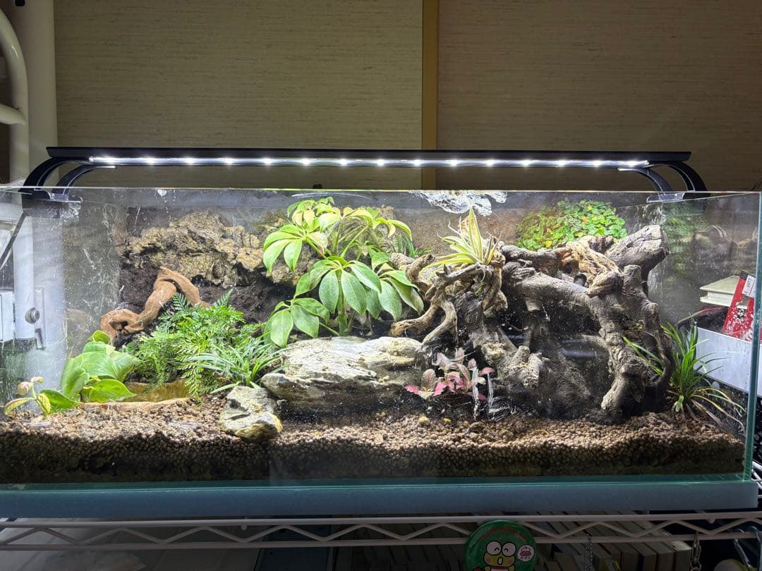 中型テラリウム水槽レイアウト 照明付き プロが教える】アクアテラリウム向きの水槽｜アクアリウム情報メディア