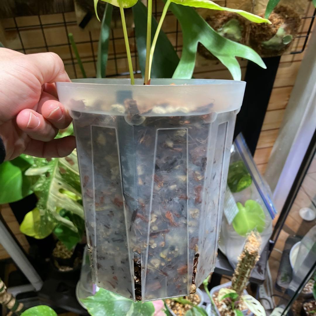 超特価スタート アンスリウム プテロダクティル斑入り レア株 - メルカリ