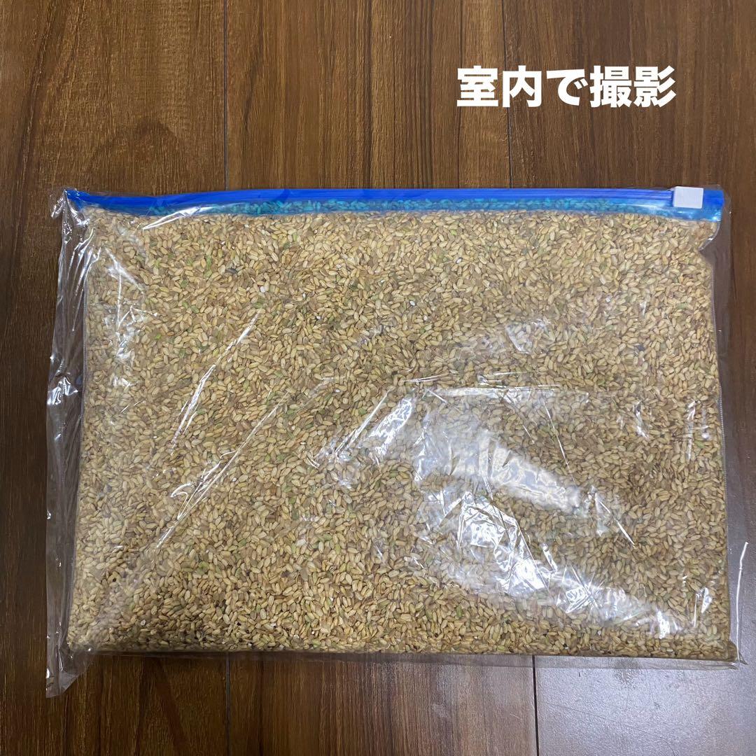 令和6年 くず米 飼料用 肥料用 20kg クズ米 玄米 鳥のエサ 滋賀県