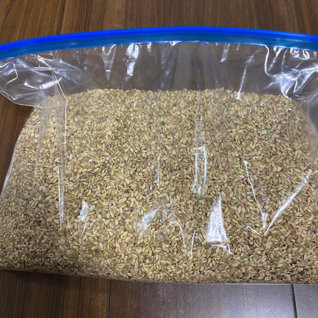 令和6年 くず米 飼料用 肥料用 20kg クズ米 玄米 鳥のエサ 滋賀県