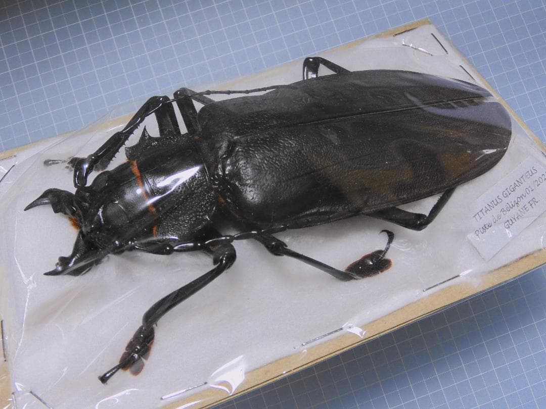 フレンチギアナ産 タイタンオオウスバカミキリ 145mm - メルカリ