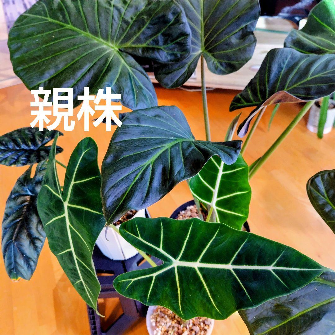 アロカシア 発根発芽済芋 リーガルシールズ グリーンベルベット
