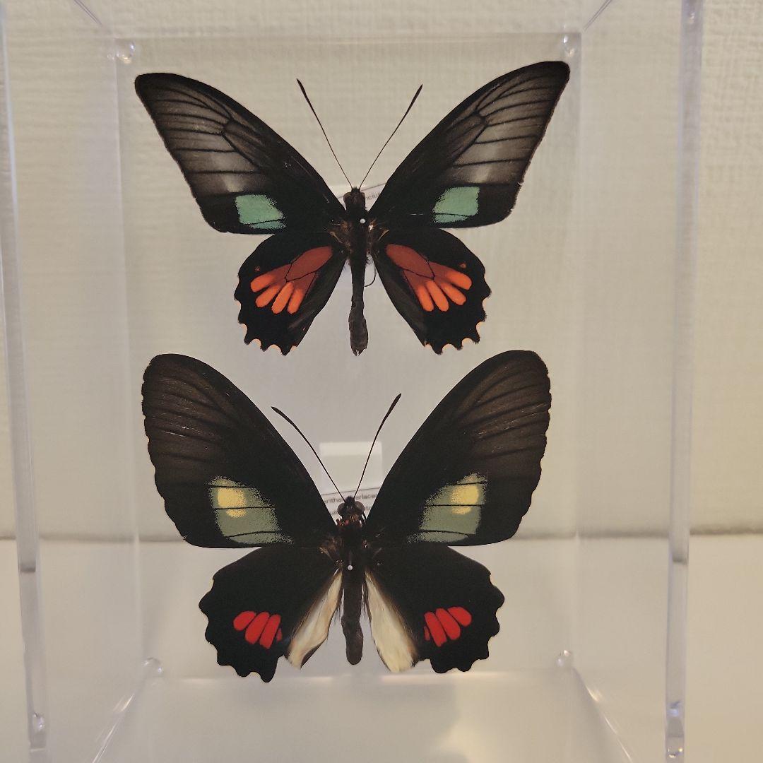蝶の標本 ジャングルを舞うジャコウの世界(特AA) - メルカリ