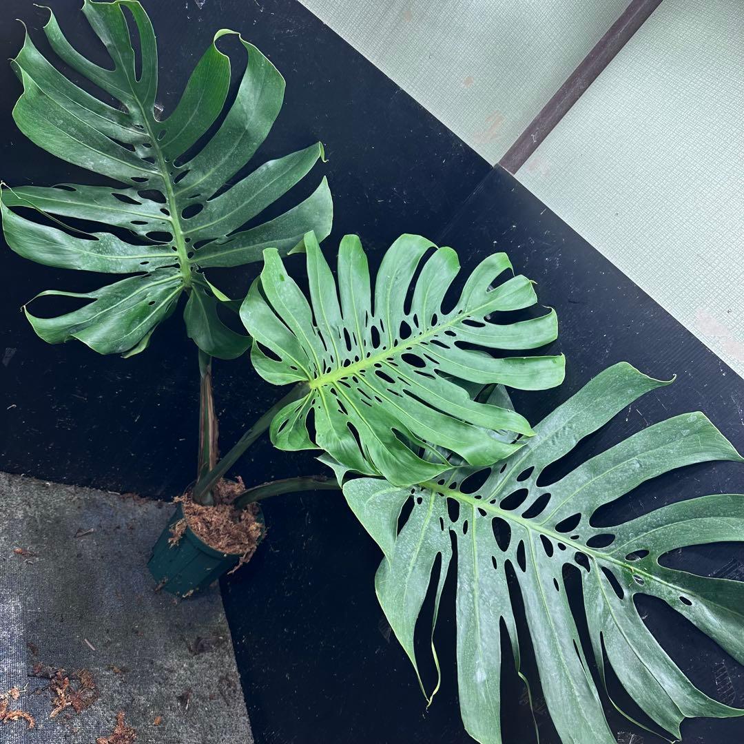 た*き様 モンステラデリシオーサマクロコズム超希少系統鉢植え 希少】モンステラ デリシオーサ 'マクロコズム' – RARE PLANTS JAPAN