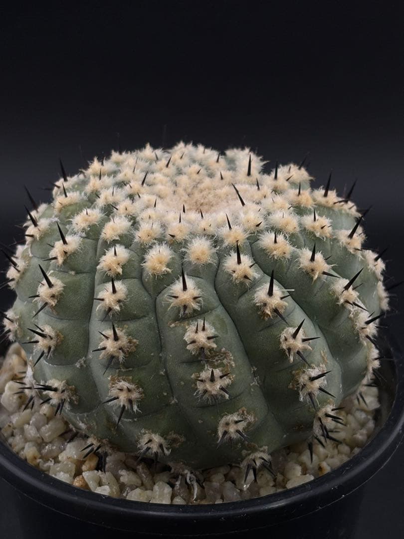 短刺螺旋　黒王丸　コピアポア　台付 コピアポア シネレア 黒王丸 台付き | plant Dogs オンラインストア