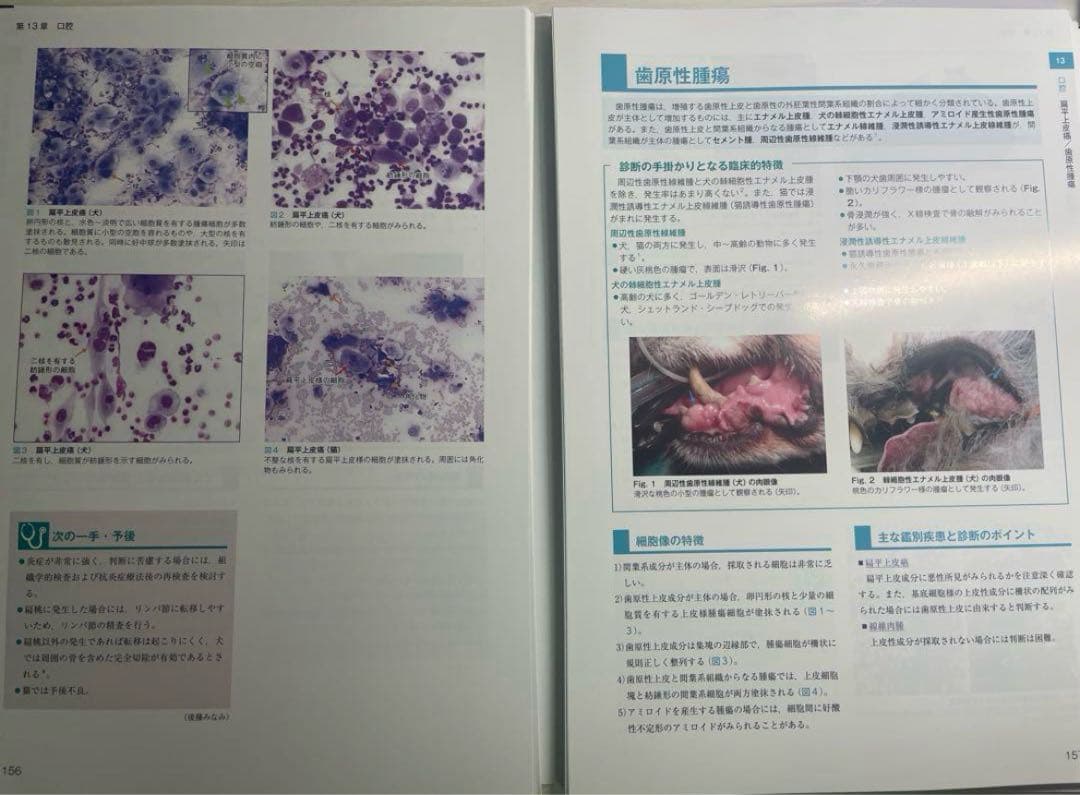 裁断済】犬と猫の実践 細胞診アトラス