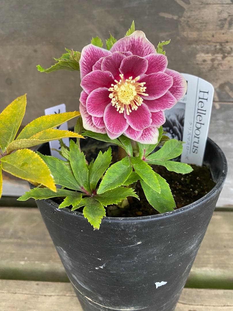 し*す様 ソレイユ　広瀬園芸 helleborus ソレイユ 多弁 #helleborus #クリスマスローズ #広瀬園芸