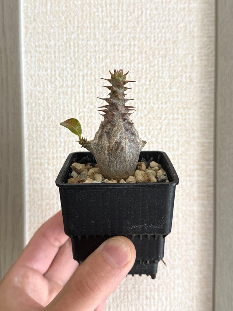 パキポディウム ウィンゾリー Pachypodium windsorii 実生② パキポディウム ウィンゾリー 実生株 057 Pachypodium windsorii |