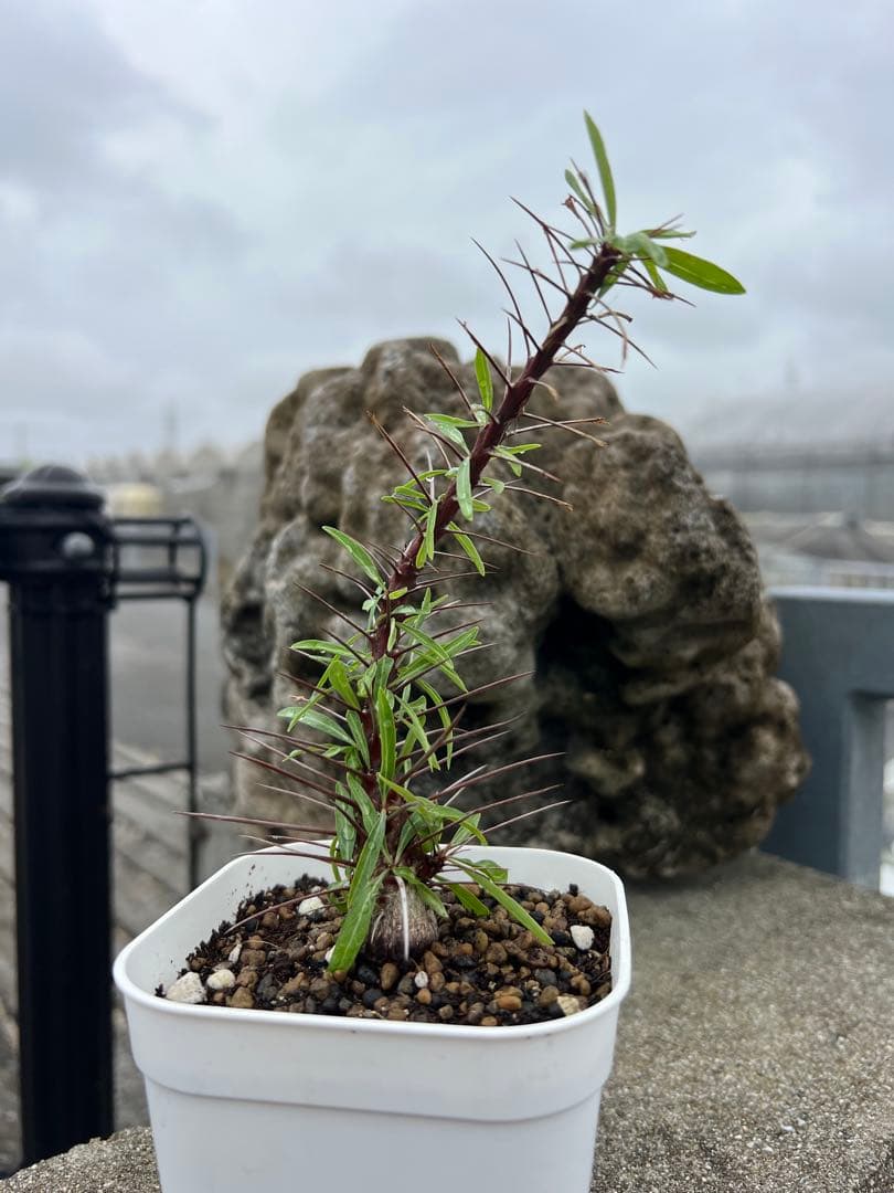 フォークイエリア　プルプシー　沖縄　実生株 fit=scale-down,w=1200