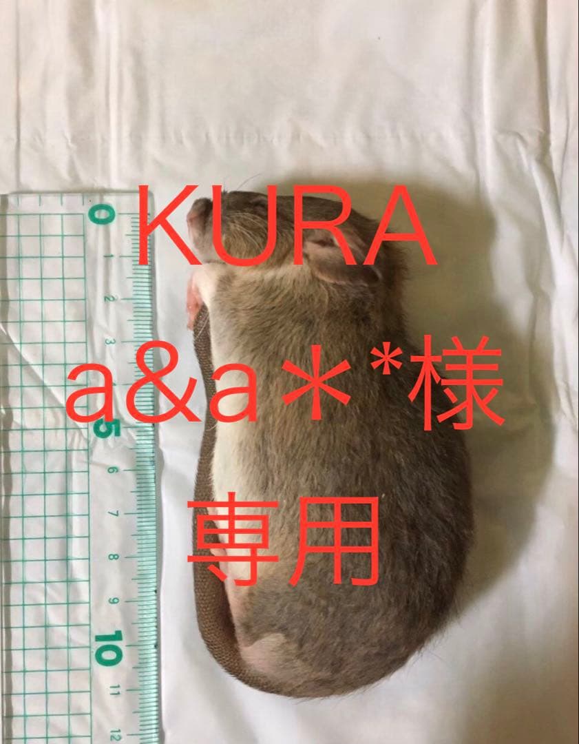 冷凍S75 F30 203EFKP-EX 【大和冷機】上置型大扉冷凍ショーケース 幅600×奥行800×高