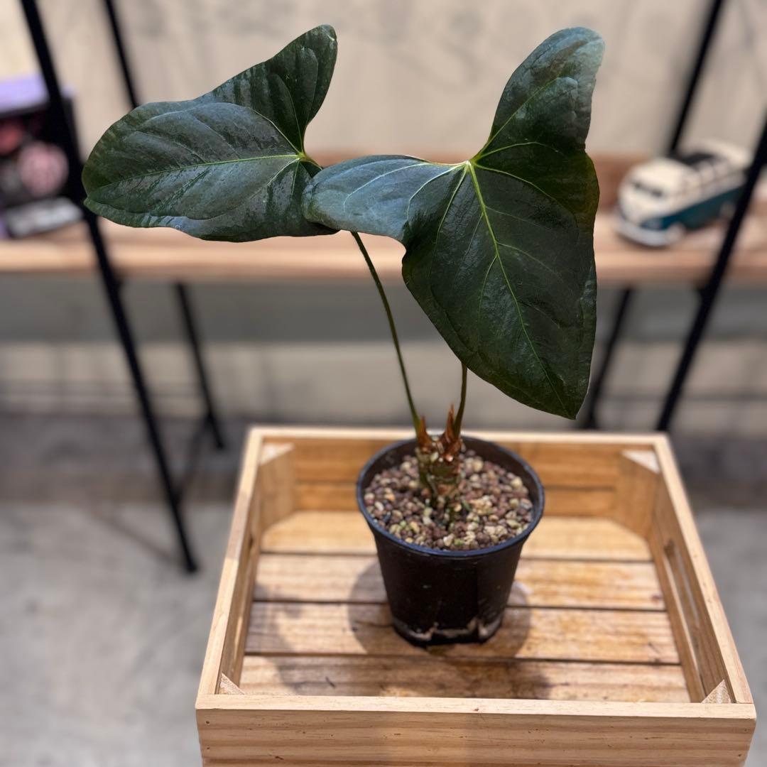 K*N様 30 アンスリウム　サブシグネイタム　原種　激レア　色濃いめ　株分可能 2026年最新】原種アンスリウムの人気アイテム - メルカリ