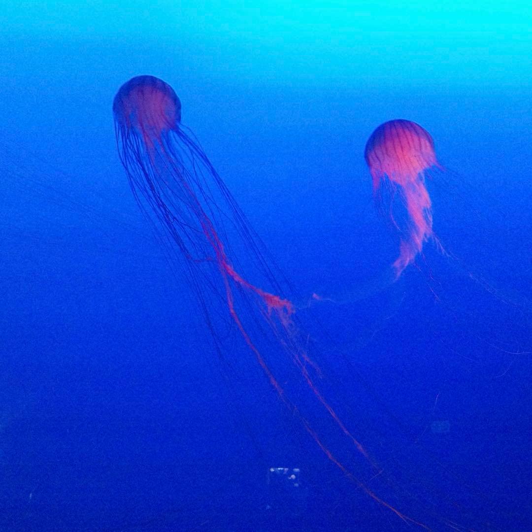 【マービー2号】 小型×Hi-FI” ここに極まる！ マランツ「M-CR612」、VGP「殿堂入り」の