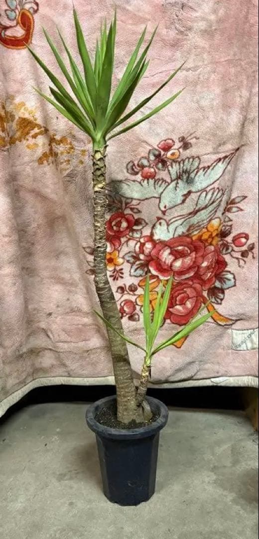 k.com様用　③ JR 489系特急電車(あさま)基本セット｜製品情報｜製品検索｜鉄道模型