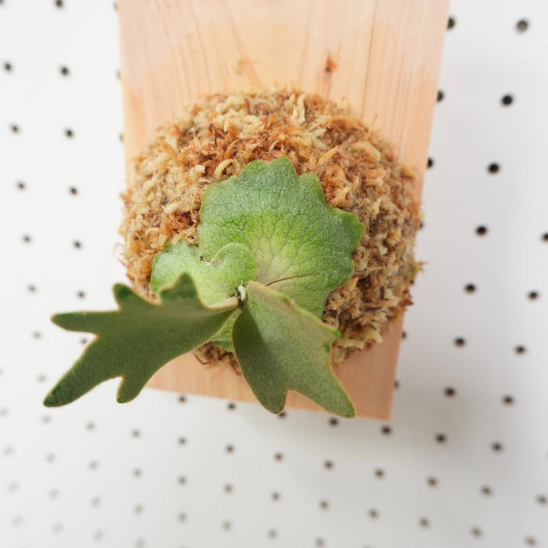 ビカクシダ YMDS ウィリンキー系 イエロームーンドワーフ スポア Y-5