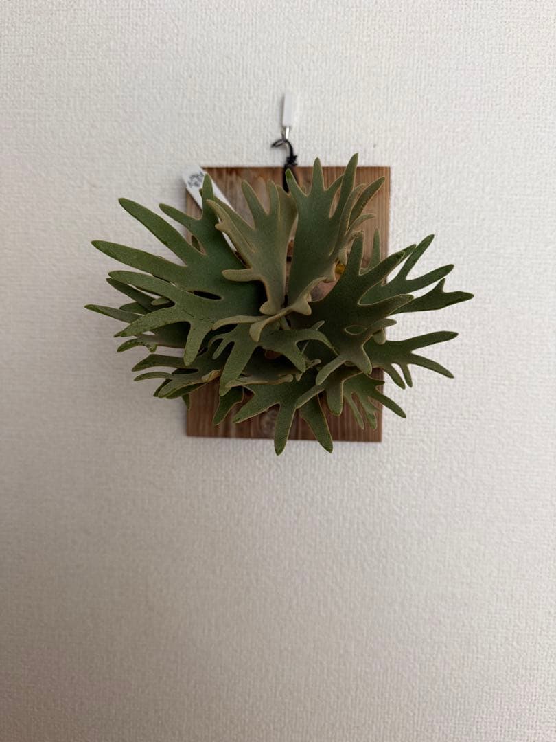 ビカクシダ P.willinckii 'Jewel' spore ビカクシダ willinckii jewel spore ジュエル スポア 【公式通販】