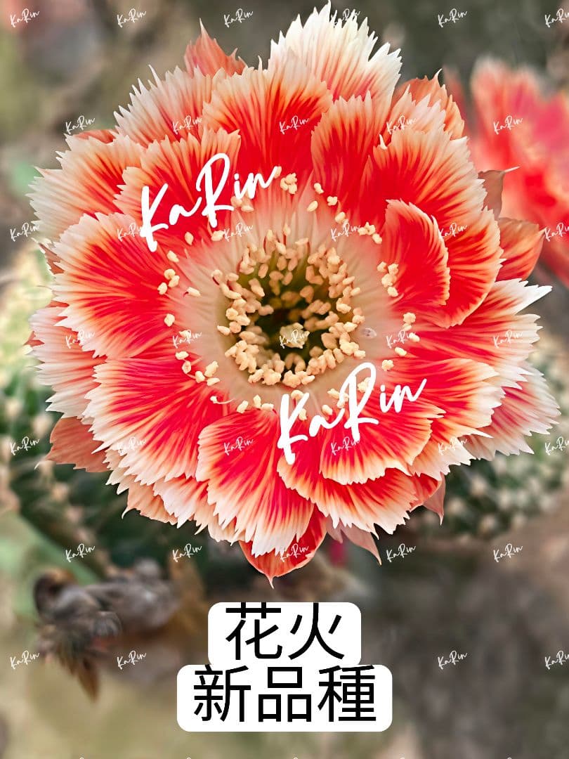 888-YU様専用商品 花サボテン2点 - メルカリ