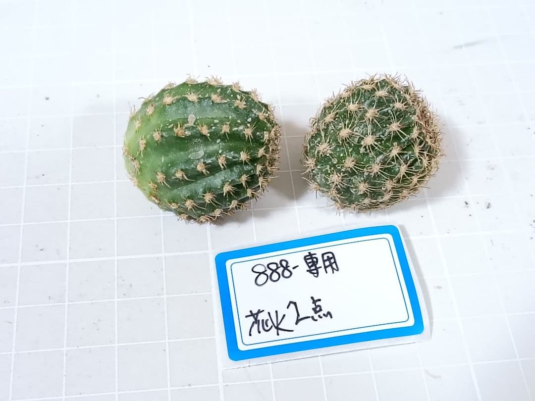 888-YU様専用商品 花サボテン2点 - メルカリ