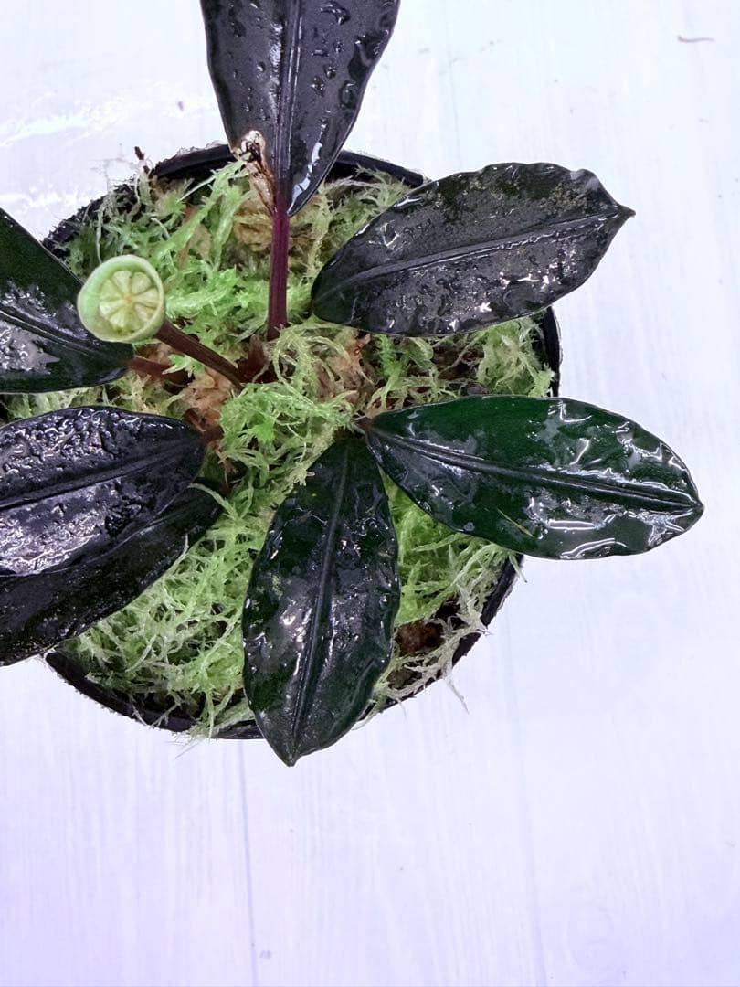 ⭐︎ ブセファランドラ モトレィアーナ 濃黒青絶品個体 / パダワン 根