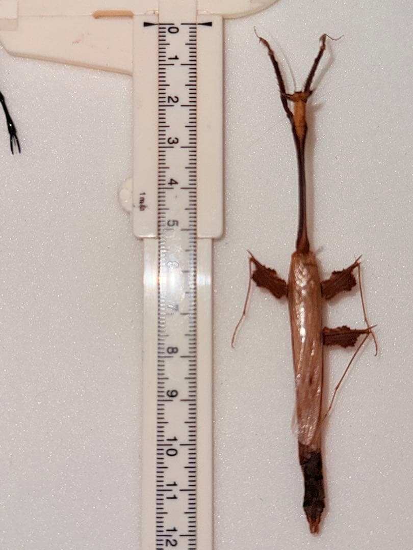 標本】オオエダカレハカマキリ - メルカリ