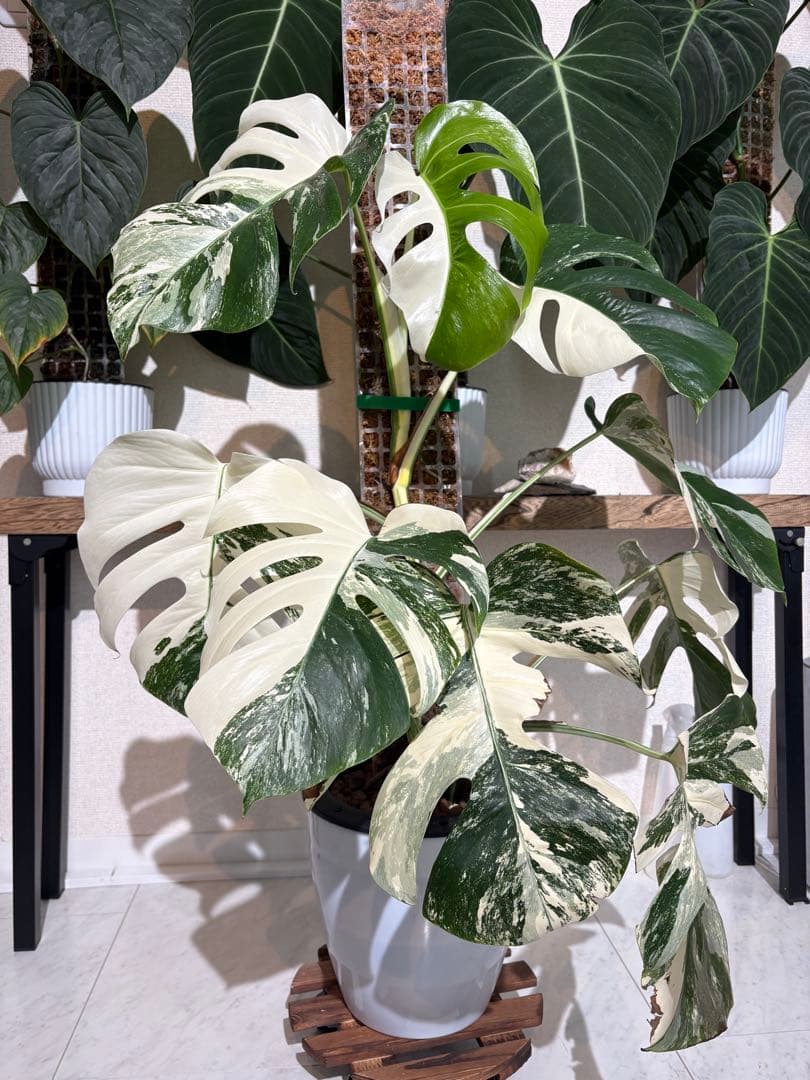 大株！引き取り限定！モンステラ　ボルシギアナ　ホワイトタイガー　斑入り 斑入りモンステラ ボルシギアナ 'ホワイトタイガー' | GREEN LUCK