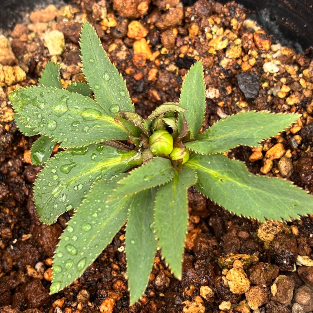 も*子様 ☘️蕾付き☘️タグ付き☘️3381⭐️芳香⭐️超小輪⭐️糸ピコ繊細ベイ