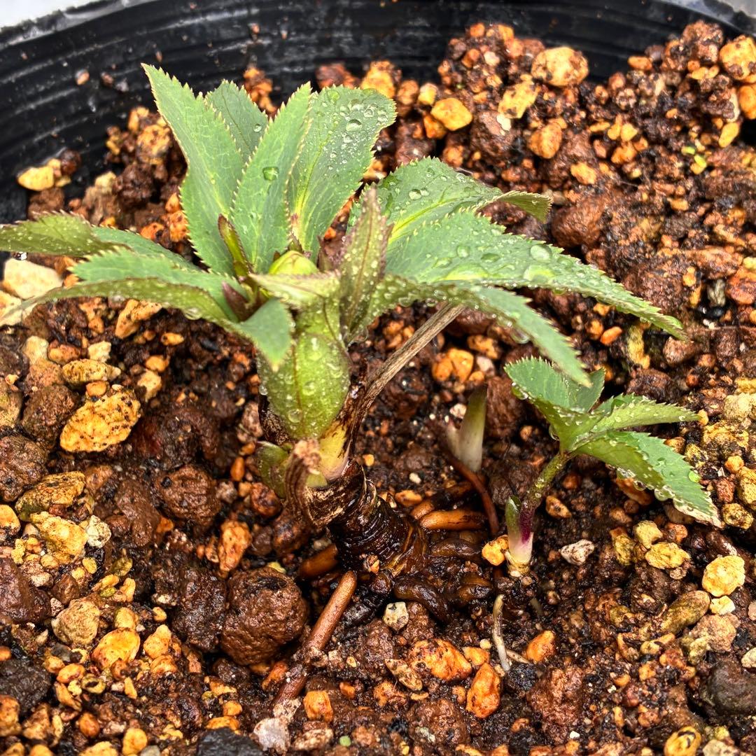 も*子様 ☘️蕾付き☘️タグ付き☘️3381⭐️芳香⭐️超小輪⭐️糸ピコ繊細ベイ