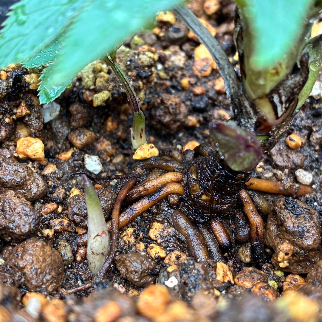 も*子様 ☘️蕾付き☘️タグ付き☘️3381⭐️芳香⭐️超小輪⭐️糸ピコ繊細ベイ