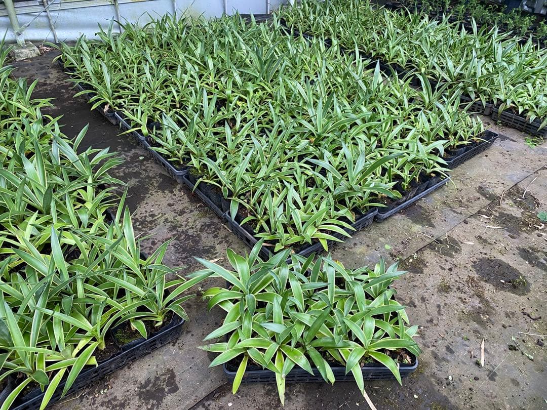 グリセオビオラセア＆valiem