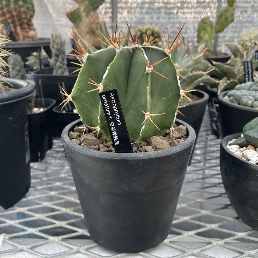 レア サボテン アストロフィツム 白条青般若 4号ブラックポット - メルカリ