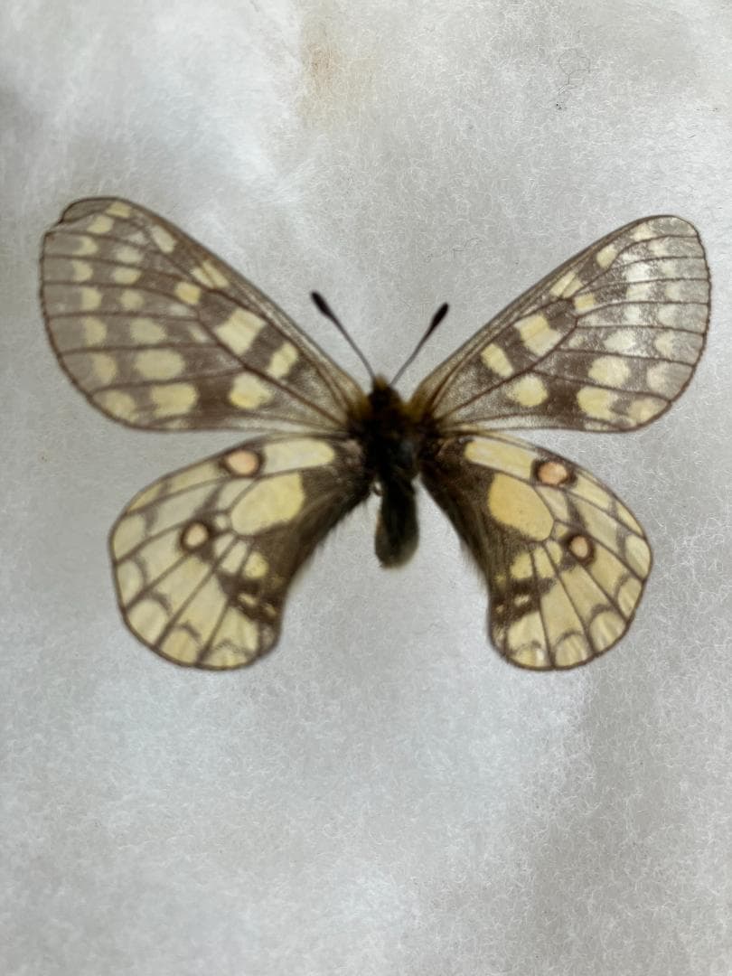 規制前採集品　ウスバキチョウ北海道大雪山　北海岳 規制前採集品 ウスバキチョウ北海道大雪山 北海岳 規制前採集品 ウスバ