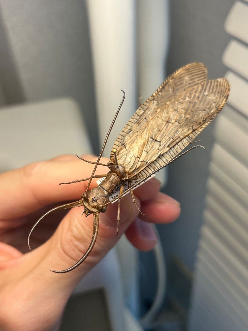 オオアゴヘビトンボ 産 奇蟲 タランチュラ ムカデ 標本 昆虫標本 顎特大】オオアゴヘビトンボ ペルー産 奇蟲 タランチュラ ムカデ 標本