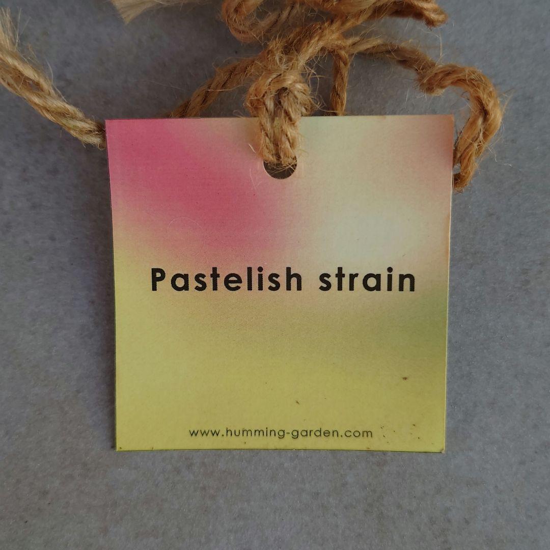 A*a様 クリスマスローズ 大和園 グリーンパステリッシュストレイン 株分け 園芸ネット本店｜大和園さんのクリスマスローズ：25-20グリーンパステ