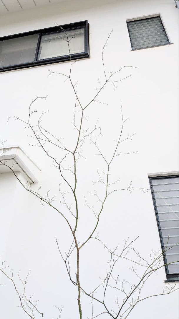 HIME_01_17さま。。山採りコハウチワカエデ。