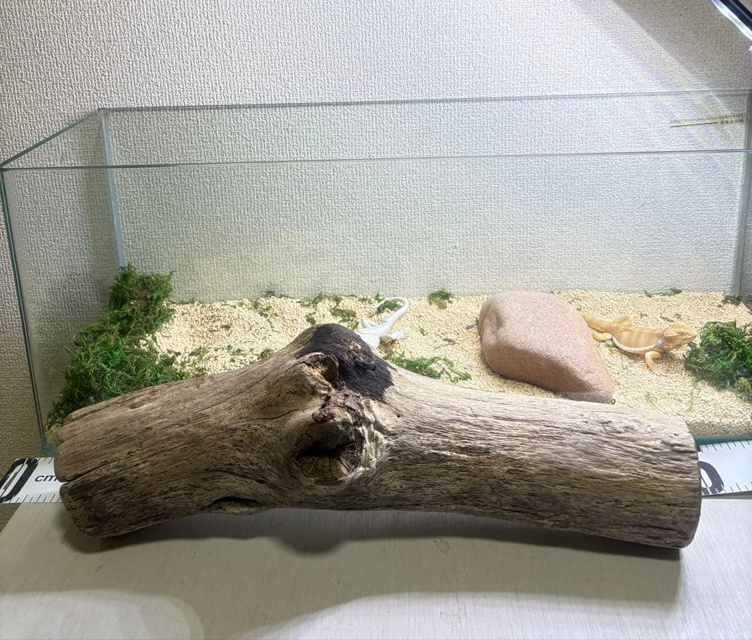 G96 灰汁抜き処理済み 太流木 爬虫類シェルター 両生類 レイアウト