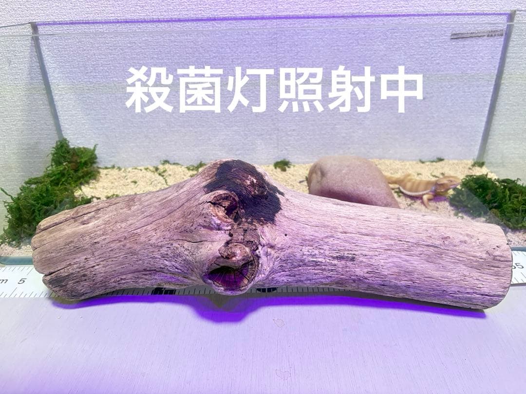 G96 灰汁抜き処理済み 太流木 爬虫類シェルター 両生類 レイアウト