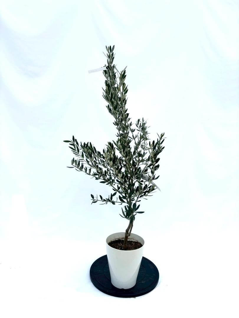 KS専用　オリーブの木　ホワイト2本 K-48-1_1080x.jpg?v=1732159793