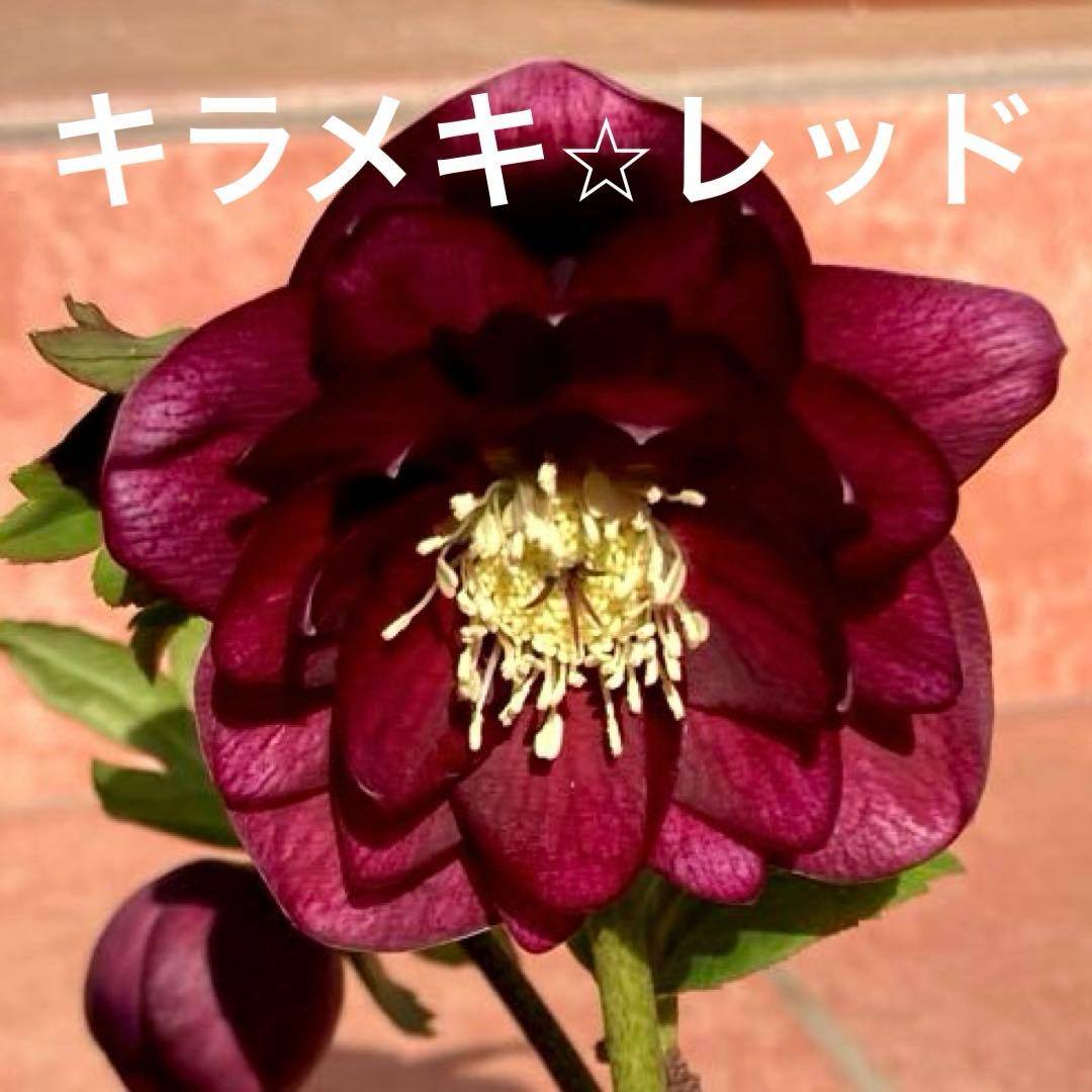 クリスマスローズ開花株 加藤農園　キラメキ⭐︎レッド お買い得一点物咲き進み株】加藤農園 艶々系クリスマスローズ キラメキ