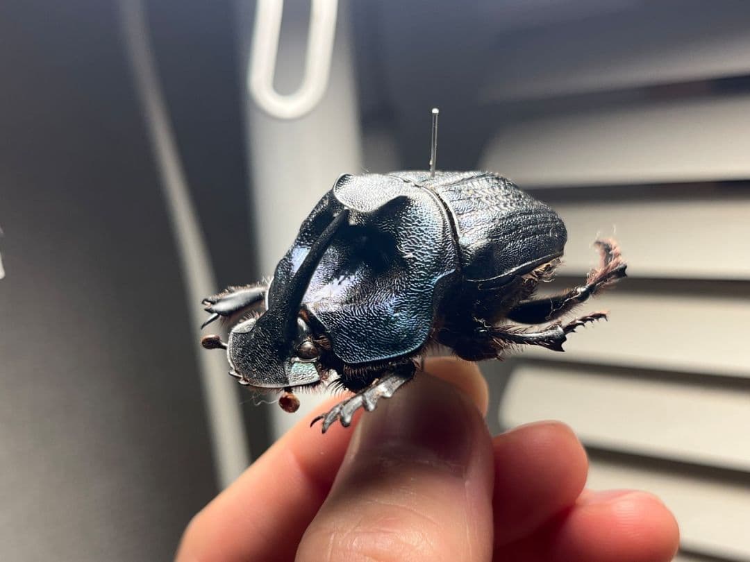 カ*ボ様 【国産蝶標本】タカネヒカゲ/長野県-富山県.鹿島槍産/41mmの