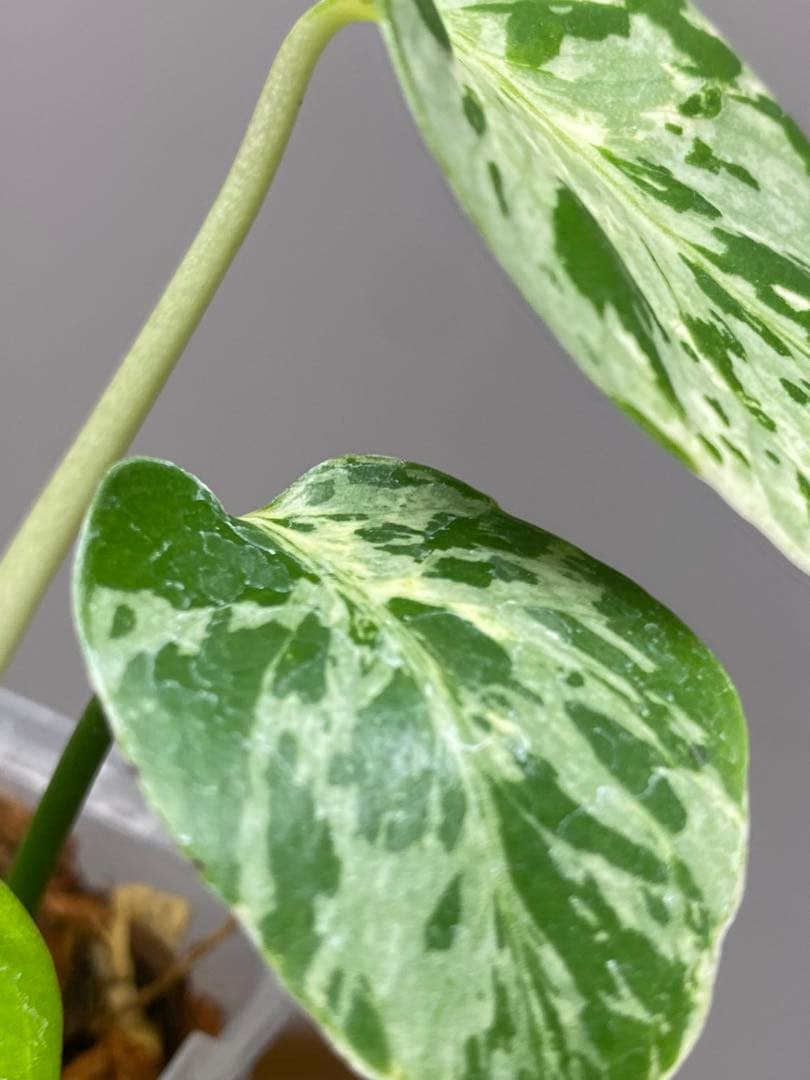 全葉斑入り‼️】モンステラ デリシオーサ バルバソー フシギダネ