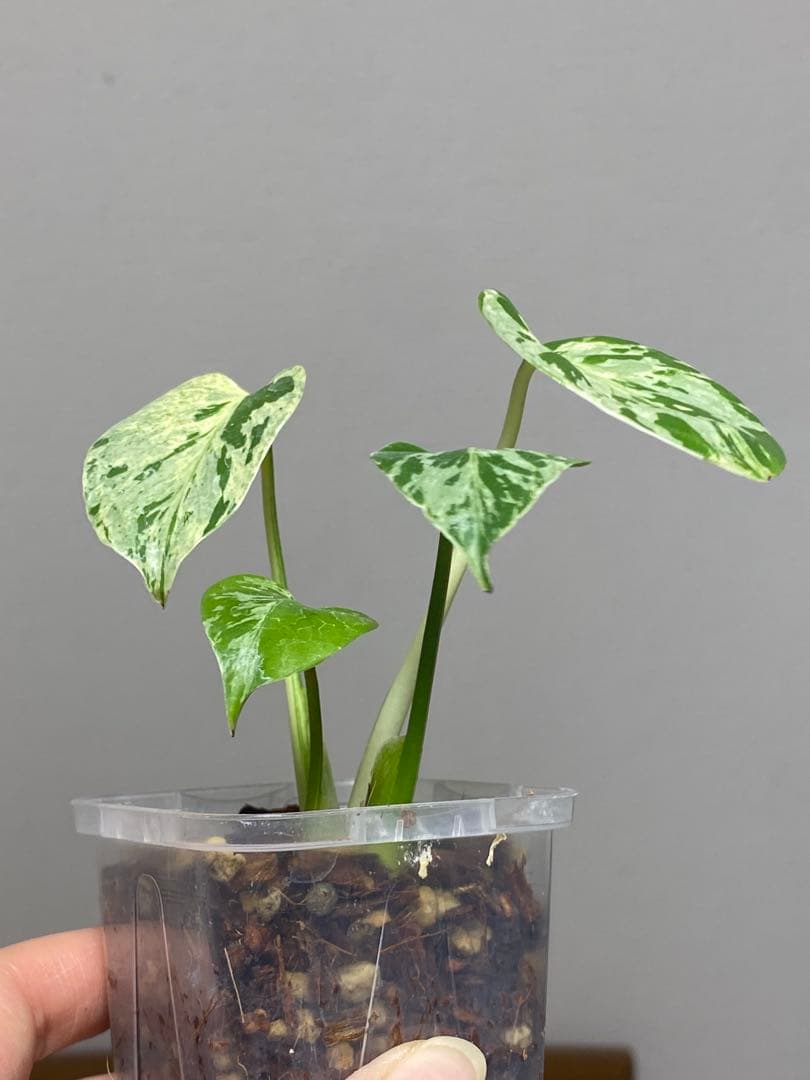 全葉斑入り‼️】モンステラ デリシオーサ バルバソー フシギダネ