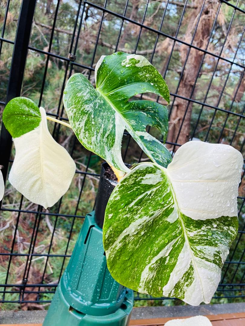 5本セット発根活着済 斑入りモンステラ 】ボルシギアナ ホワイトタイガ