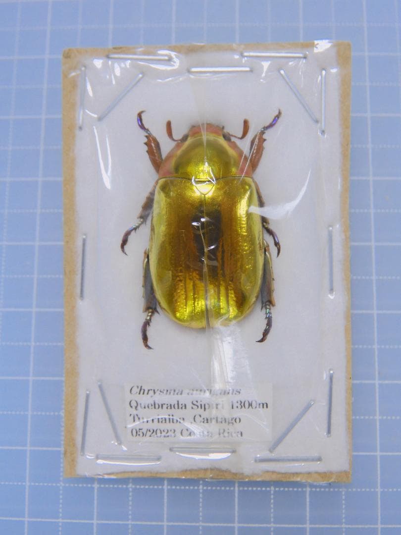 コスタリカ産　アウリガヌスキンイロコガネ　27mm コスタリカ産 アウリガヌスキンイロコガネ 27mm ダイコクコガネの仲間