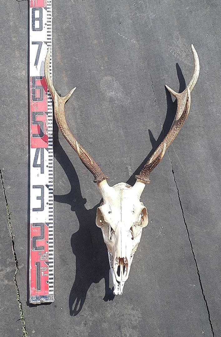 鹿 ニホンジカ 鹿角 剥製 頭骨 スカルトロフィー 頭蓋骨 ニホンジカ