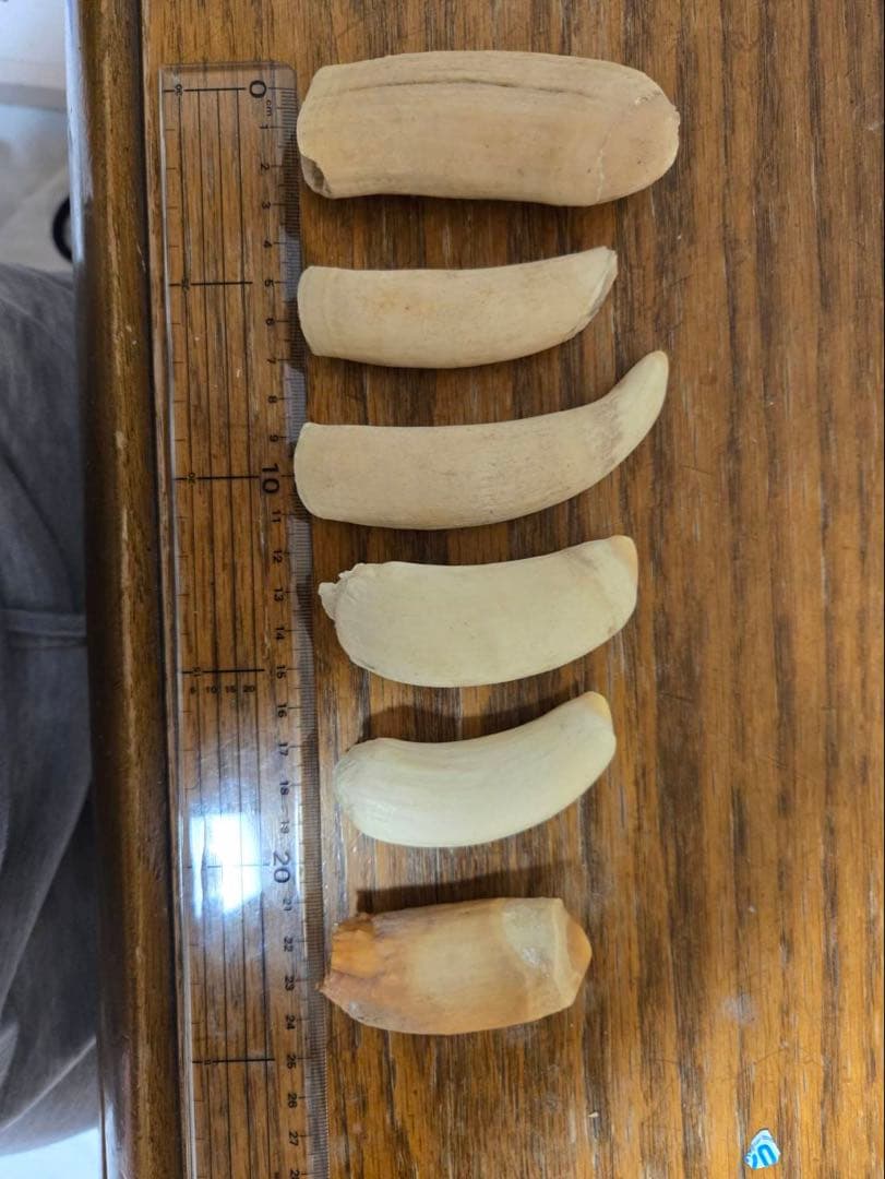 マッコウ鯨の歯 マッコウクジラの口の中🐳 戯れてきた子供です。まだ歯がちゃんと出